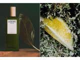 【十分香氛學】調香師眼中的蕨類意想！6款小眾薰苔馥奇調香氛，以輕盈草木氣息打造夢境般的靈動氣質