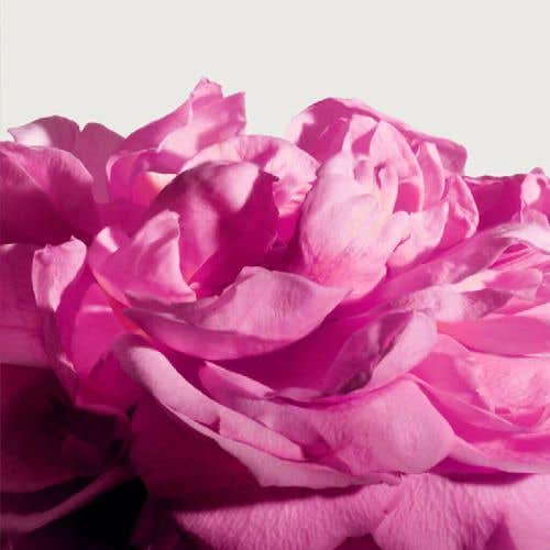 百葉薔薇 濃香精